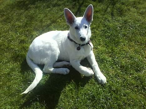 Hvid schæfer Aron billede 9