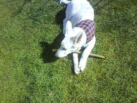 Hvid schæfer Aron billede 10