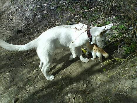 Hvid schæfer Aron billede 11