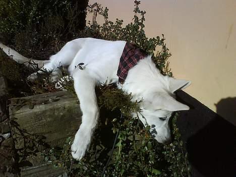 Hvid schæfer Aron billede 12