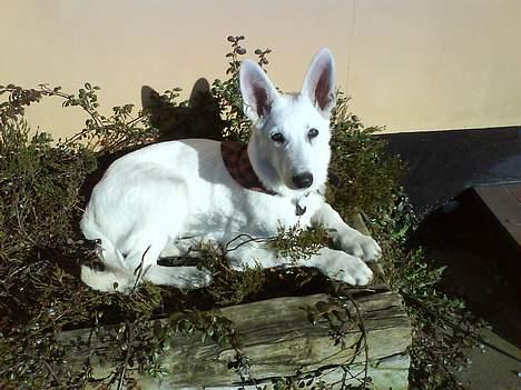 Hvid schæfer Aron billede 13