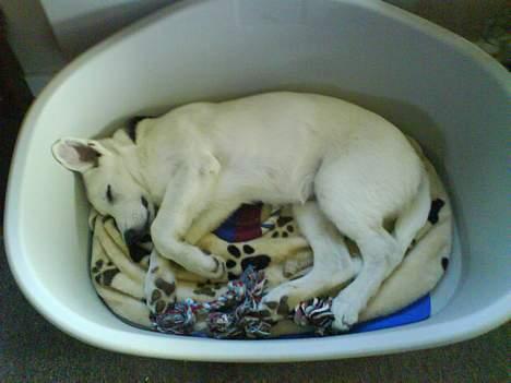 Hvid schæfer Aron billede 14