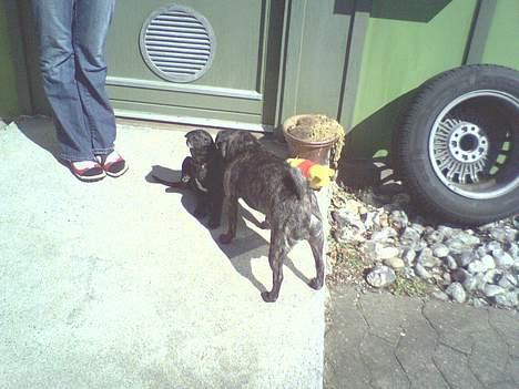 Labrador retriever Micky - Hilser lige på Gismo....Jeg kan gå under ham og han er en blanding af mops og puddel billede 7