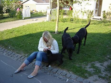 Labrador retriever Micky - Her er jeg sammen med kusine Pernille, fætter Nemo og Buster. De er sjove at lege med. billede 8