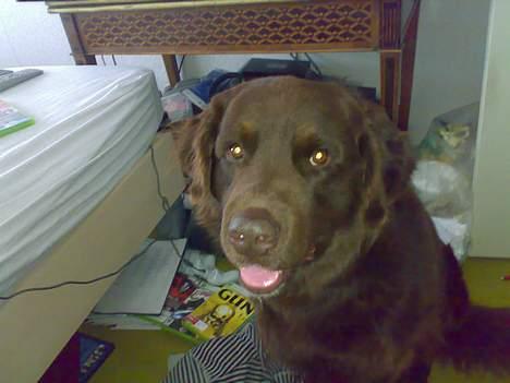 Blanding af racer Boss billede 6