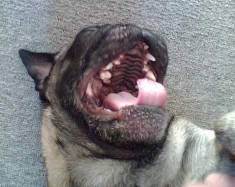 Mops *Boris* - 7. HA HA HA HA billede 7