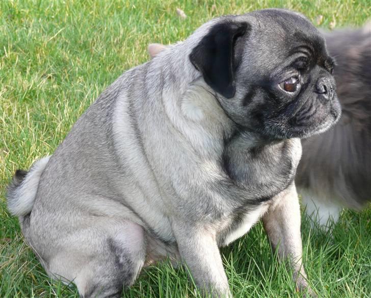 Mops *Boris* - 8.  billede 8