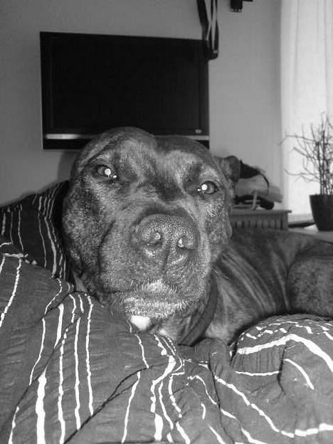 Amerikansk staffordshire terrier Zoe billede 11
