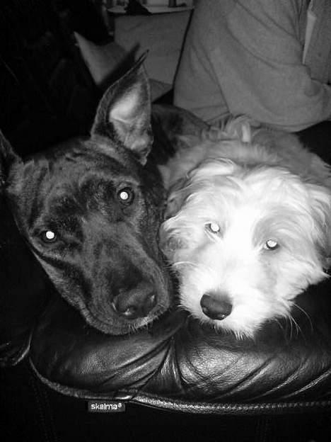 Amerikansk staffordshire terrier Zoe - Min bedste ven, Jack:-) billede 12
