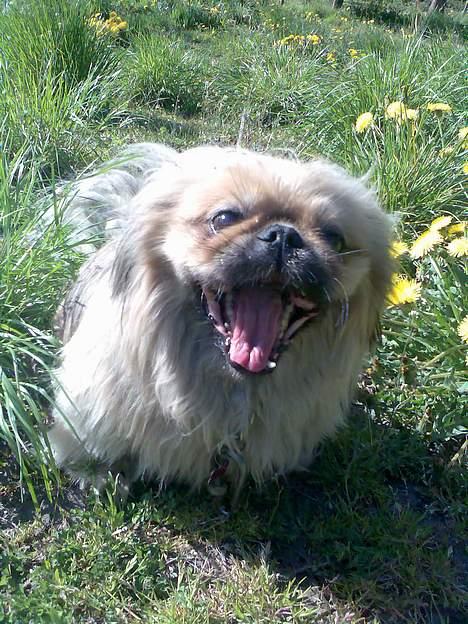 Pekingeser Lunde <3 - Gab jeg er træt:) billede 14