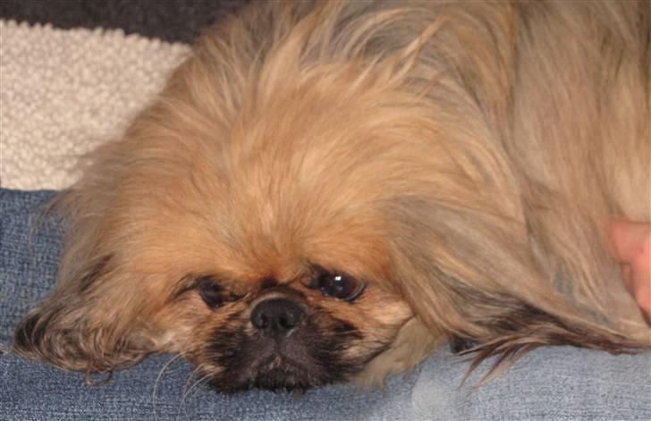 Pekingeser Lunde <3 - En meget træt Lunde. 4 marts 2011 billede 15