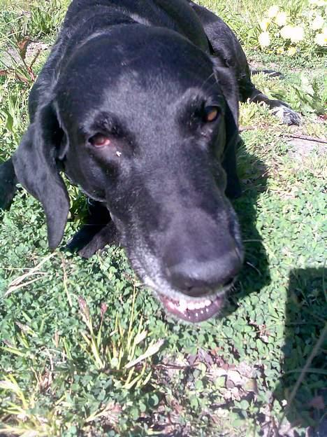 Blanding af racer Lady <3 - Lady gnasker lidt i sit ben.. billede 16