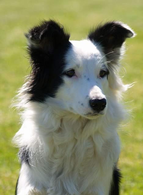 Border collie my RIP 03-09-2011 billede 1
