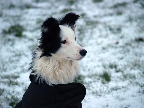 Border collie my RIP 03-09-2011 billede 2