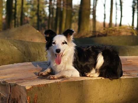 Border collie my RIP 03-09-2011 billede 3