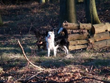 Border collie my RIP 03-09-2011 billede 4