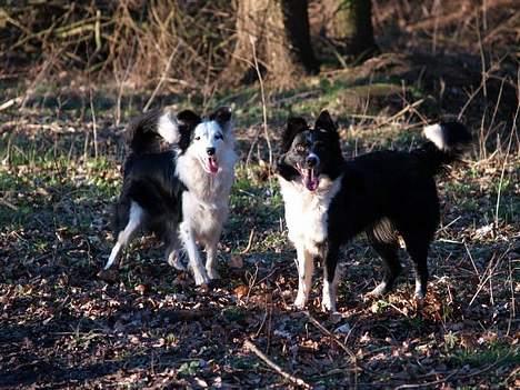 Border collie my RIP 03-09-2011 billede 5