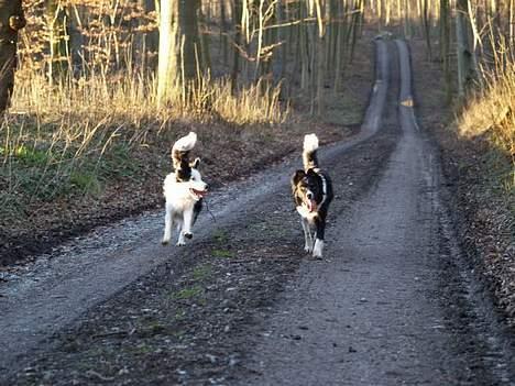 Border collie my RIP 03-09-2011 billede 6