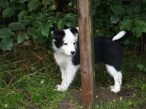 Border collie my RIP 03-09-2011 billede 7