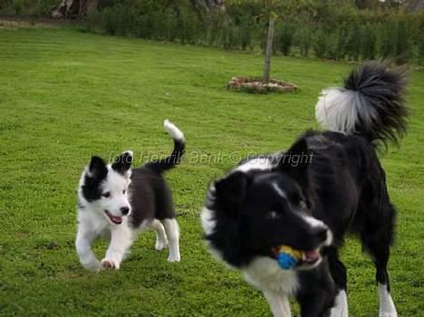 Border collie my RIP 03-09-2011 billede 8