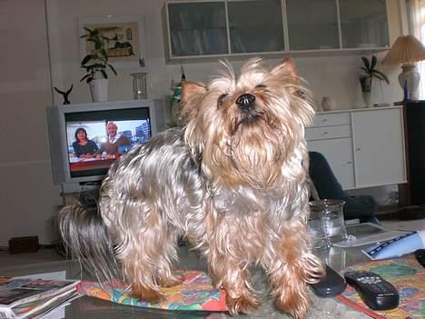 Australian silky terrier nadia - ups: opdaget billede 14