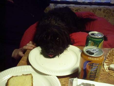 Blanding af racer bobby - tak for mad billede 8