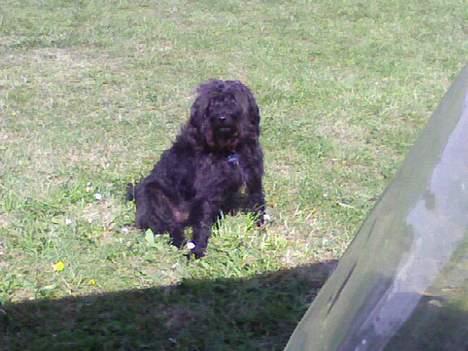 Blanding af racer bobby billede 9