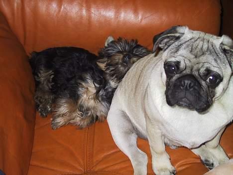 Australian silky terrier nadia - her sover jeg op af simba, han sad i 1 time og ventede på jeg skulle vågne billede 16