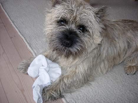 Cairn terrier Balder - Balder er altid flink til at hjælpe med vasketøjet. .  Her er han ved at lægge én strømpe sammen (!) billede 15