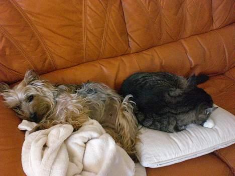 Australian silky terrier nadia - olfert og jeg sover middagslur billede 17