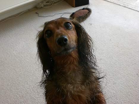 Gravhund sussie - nyvasked og våd hund billede 10