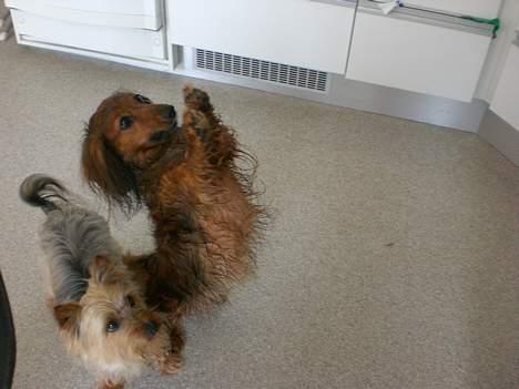 Gravhund sussie - er jeg ikke bare dygtig kan gøre meget for guf billede 11