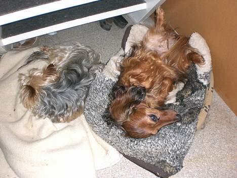 Gravhund sussie - råhygge billede 12