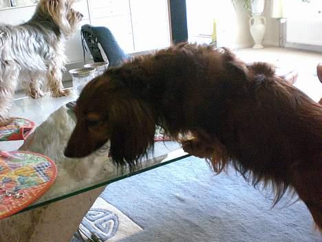 Gravhund sussie - her har nadia næsten fået mig op på bordet billede 13