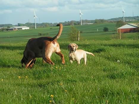 Broholmer Tjalfe - Tjalfe 11 uger og Aske billede 8