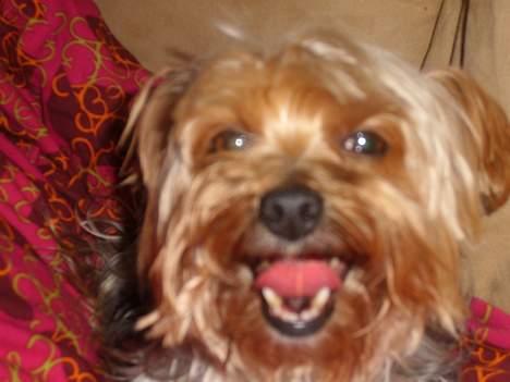 Yorkshire terrier Miss Mille billede 14