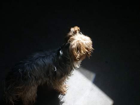 Yorkshire terrier Miss Mille billede 15