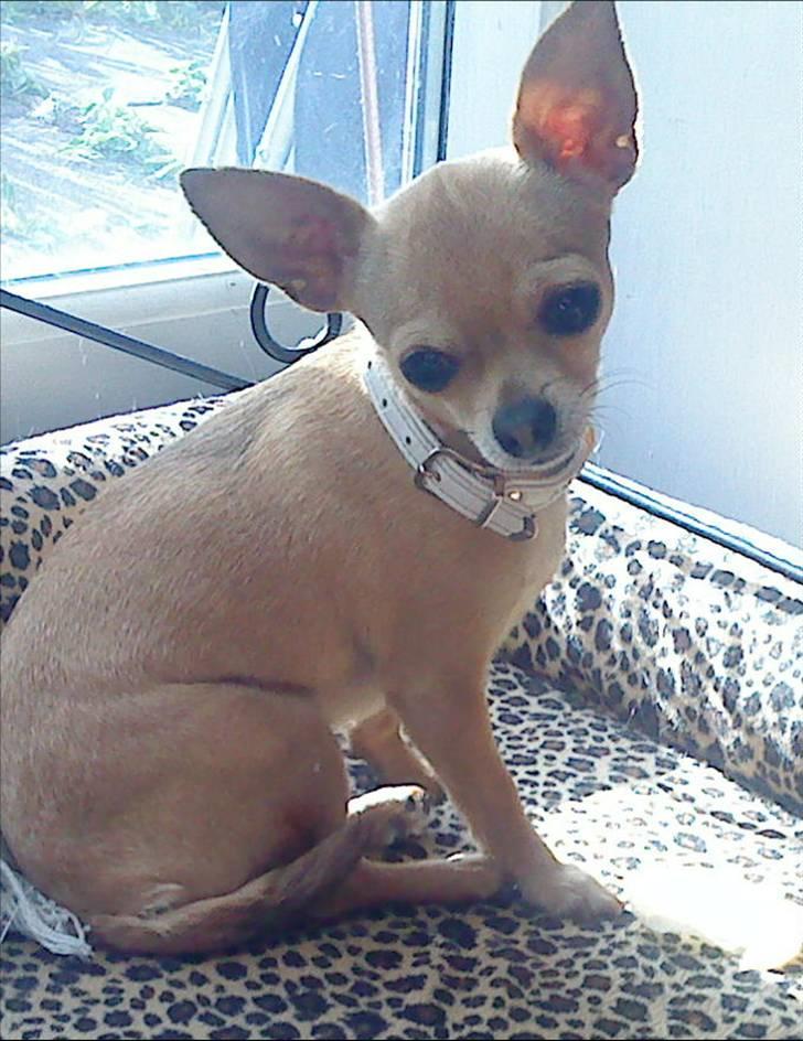 Chihuahua Tess <3 Himmel hund <3 billede 15