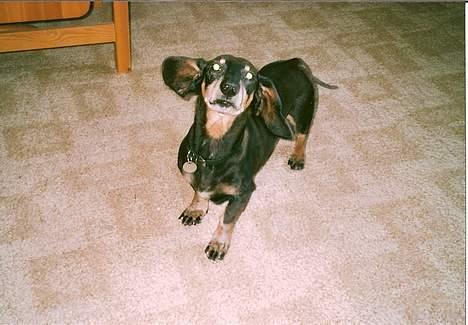 Gravhund Bølle  R.I.P. - kom nu, vi skal ud og gå. billede 9