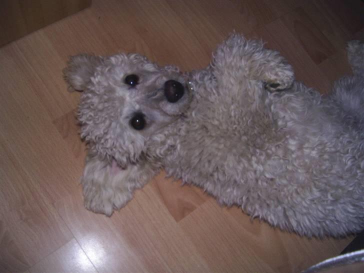 Dværgpuddel Bella billede 12