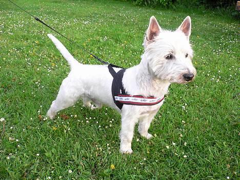 West highland white terrier Gismo billede 1