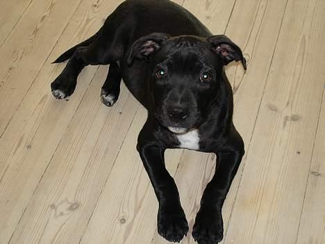 Staffordshire bull terrier toby billede 2