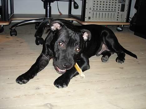 Staffordshire bull terrier toby billede 3