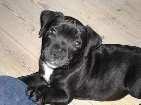 Staffordshire bull terrier toby billede 4