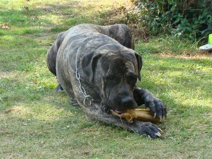 Blanding af racer Nala - 14/7-09 billede 6