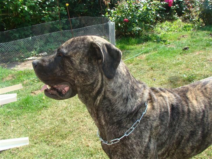 Blanding af racer Nala - 14/7-09 billede 7