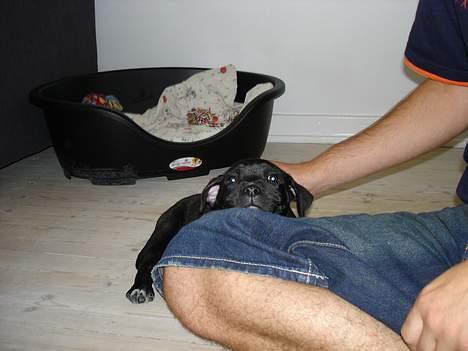 Staffordshire bull terrier toby billede 5