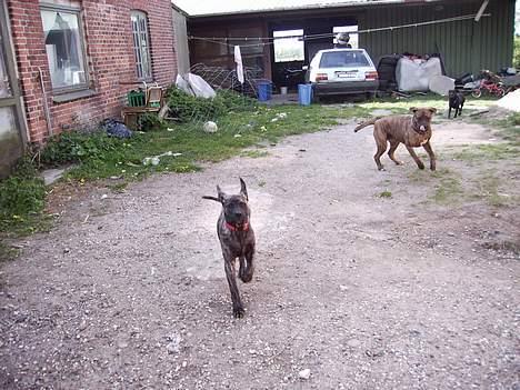 Blanding af racer Nala billede 8