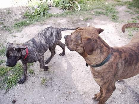 Blanding af racer Nala billede 9