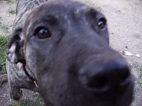 Blanding af racer Nala billede 10